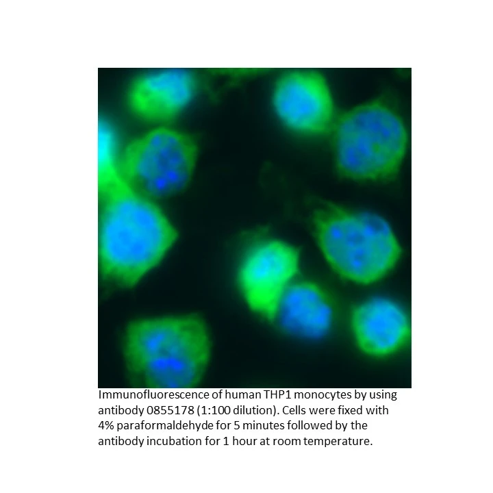 Anti-human IgA (alpha chain) goat F(Ab')2 fragment, fluoresc, 2 ML