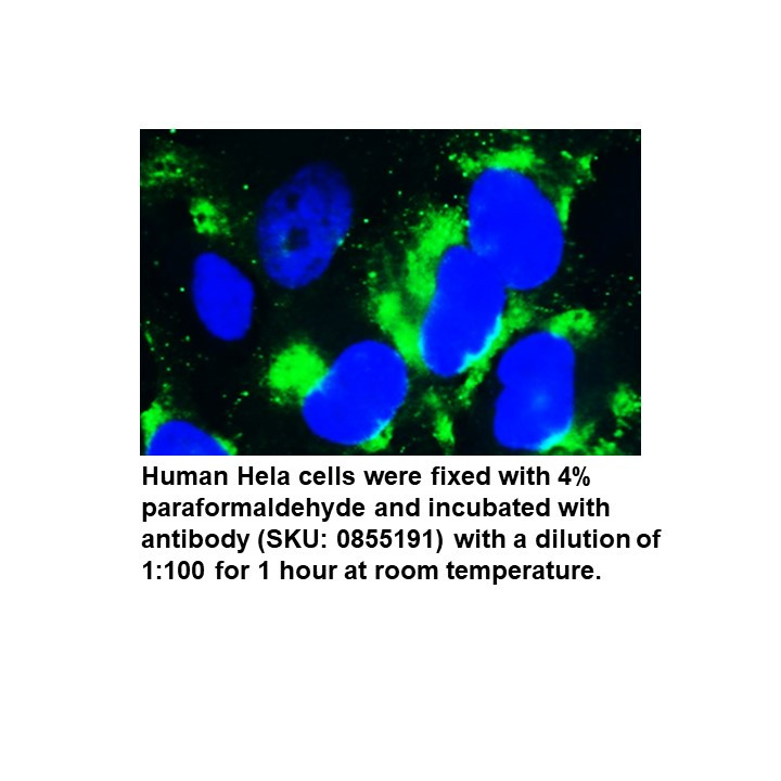FITC F(ab')2 Goat Anti-Human Complement C3, 2 ML