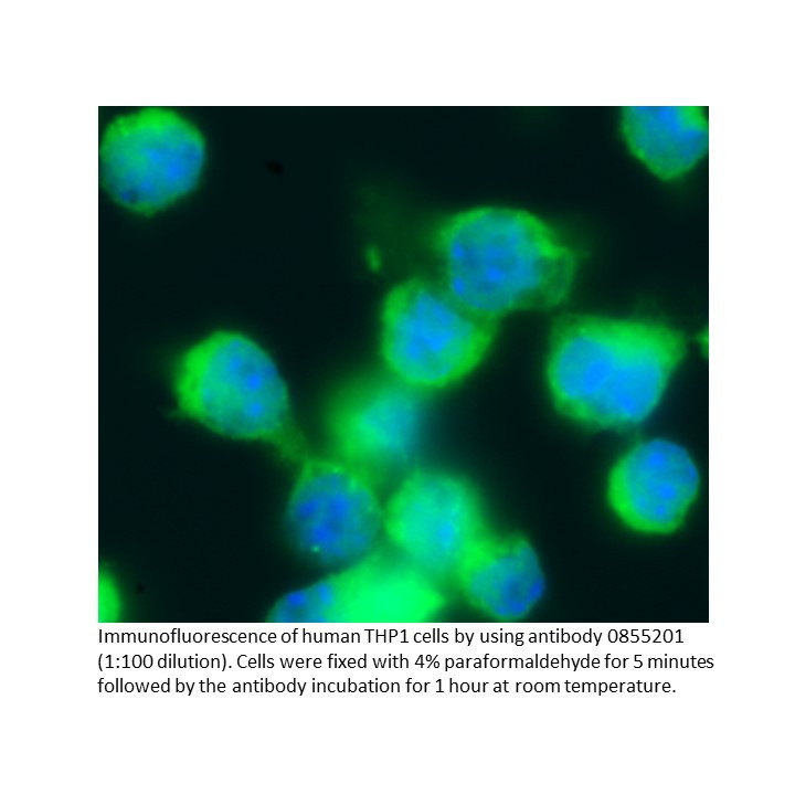 Anti-human IgG (whole molecule) affinity-purified goat F(ab', 1 MG