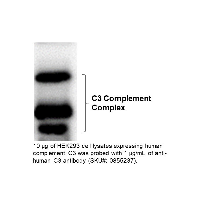 HRP IgG Goat Anti-Human Complement C3, 2 ML