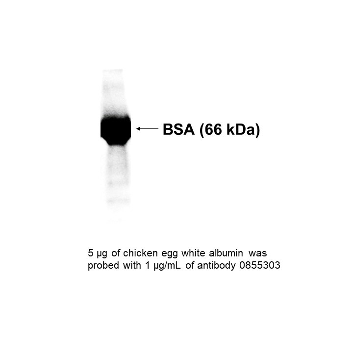 IgG Goat Anti-Chicken Albumin, 5 ML