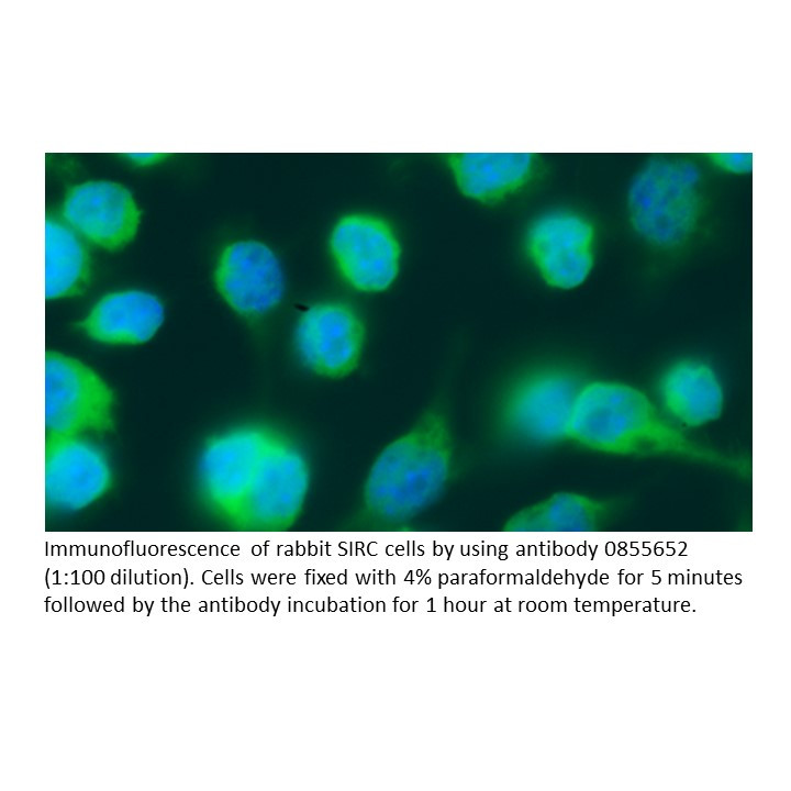 FITC IgG Goat Anti-Rabbit Immunoglobulin, 2 ML