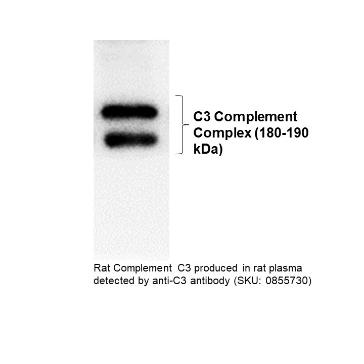 IgG Goat Anti-Rat Complement C3, 2 ML