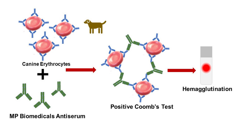 Canine Anti-Globulin Test