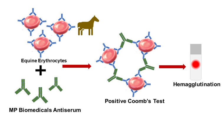 Equine Anti-Globulin Test, 2 ML
