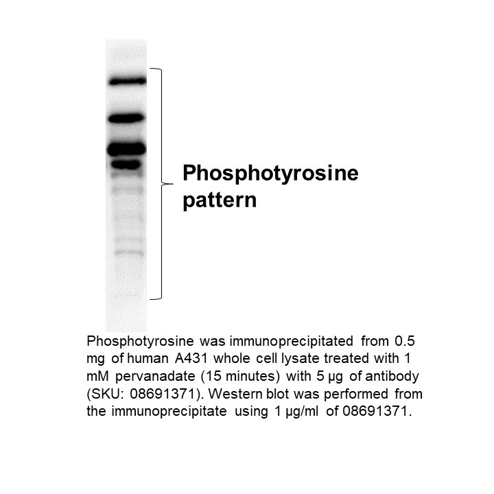 Anti-Phosphotyrosine mouse monoclonal IgG2b antibody (Clone, 100 UG
