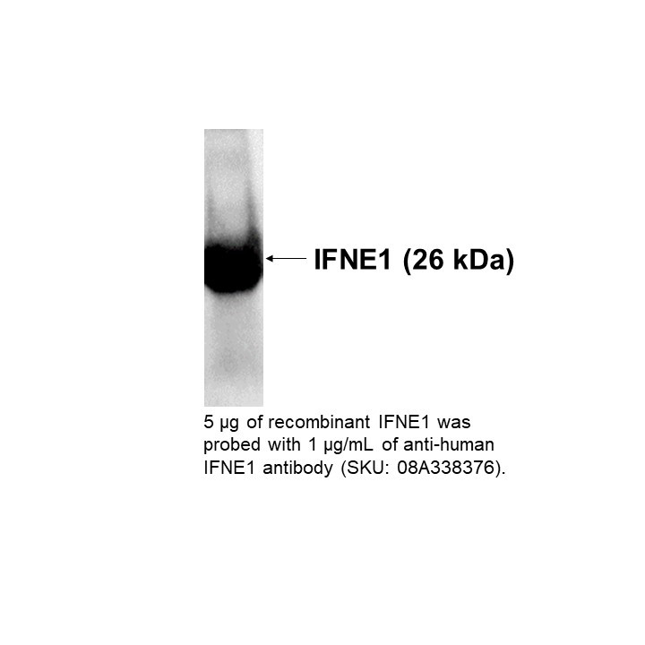 Anti-human IFNE1, monoclonal antibody (M01), Clone 3B8, 100 UG