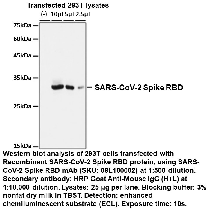 SARS-CoV-2 Spike RBD Mouse Monoclonal Antibody, 100 UL