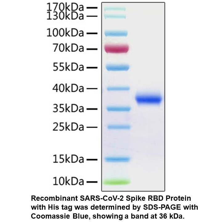 Recombinant SARS-CoV-2 Spike R BD Protein (His tag), 100 UG