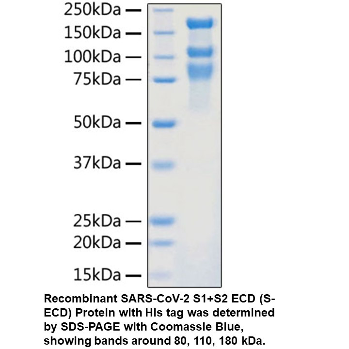 SARS-CoV-2 S1+S2 ECD His tag p re-fusion+post-fusion state, 100 UG