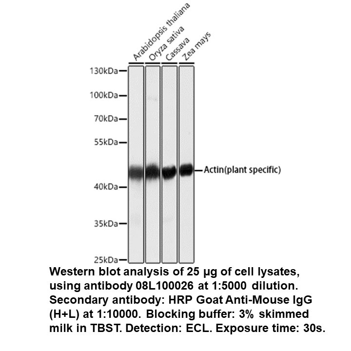 Mouse anti-Actin (plant specif ic) mAb, 100 UL