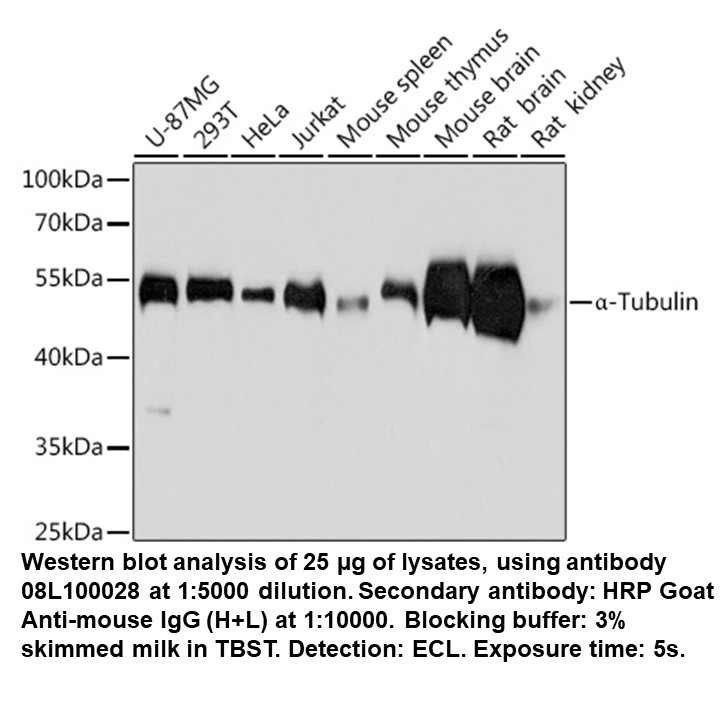 Mouse anti-alpha-Tubulin mAb, 100 UL