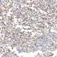 Survivin Rabbit pAb, Polyclonal (A1551) | ABclonal Technology™