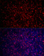 Arginase 1 (ARG1) Rabbit pAb, Polyclonal (A1847) | ABclonal Technology™