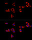 Glutaminase (GLS) Rabbit mAb, Monoclonal (A23189) | ABclonal Technology™