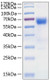 Recombinant Human TNFRSF10D/DcR2/TRAIL-R4/CD264 Protein was determined by SDS-PAGE under reducing conditions with Coomassie Blue.|Immobilized Recombinant Human TRAIL at 2μg/mL (100 μL/well) can bind Recombinant Human DcR2 with a linear range of 15-60 ng/mL.|Recombinant Human TNFRSF10D inhibit TRAIL-mediated cytotoxicity using L-929 mouse fibroblast cells treated with TRAIL. The ED<sub>50</sub> for this effect is 1.8-7.2 ng/mL in the presence of 20 ng/mL Recombinant Human TRAIL/TNFSF10.