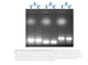 Norgen Biotek™ RNA Clean-Up and Concentration Micro-Elute Kit, 50 Preps
