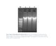 Norgen Biotek™ Cells and Tissue DNA Isolation Micro Kit, 50 Preps