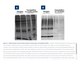 Norgen Biotek™ RNA/DNA/Protein Purification Plus Spin Column Kit, 50 Preps
