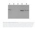 Norgen Biotek™ ProteoSpin™ Inclusion Body Protein Isolation Micro Kit, 25 Preps