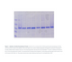 Norgen Biotek™ ProteoSpin™ Inclusion Body Protein Isolation Micro Kit, 25 Preps