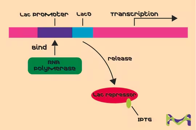 Castor oil, 1 X 1 L (259853-1L) | MilliporeSigma® (Sigma-Aldrich)