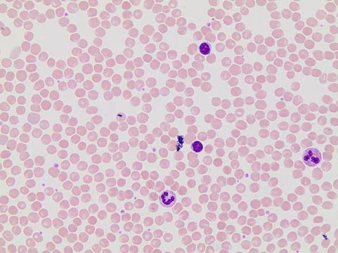 Heptafluorobutyric acid, 1 X 5 g (164194-5G) | MilliporeSigma