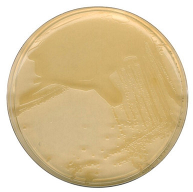 CellPro™ LB + Ampicillin