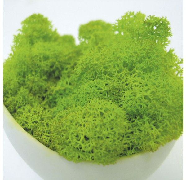Reindeer Moss, Lime, 4.4 Lbs 6215 by Gold Leaf