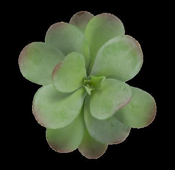 Dusty Paddle Kalanchoe - Green (Pack Of 12) PB2582-GR by Gold Leaf