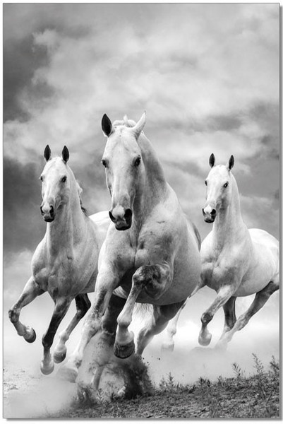 J&M Galloping Horses Premium Acrylic Wall Art 18171
