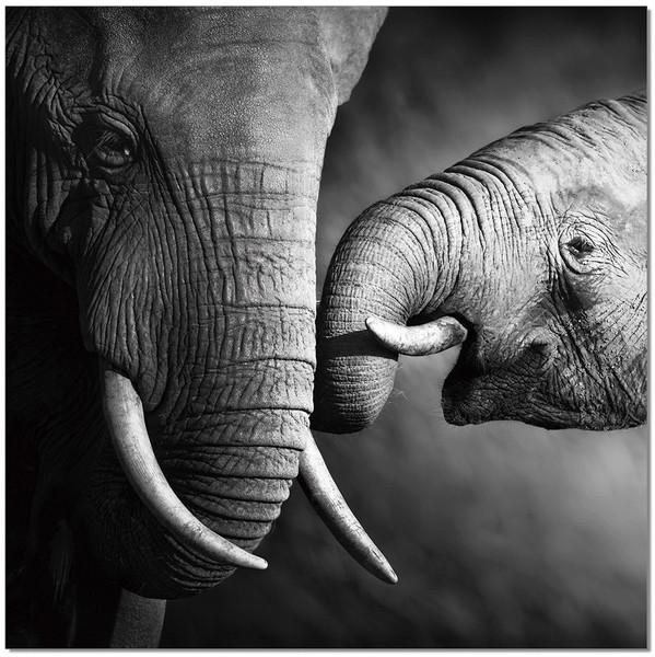 J&M Mama Elephant Premium Acrylic Wall Art 18186