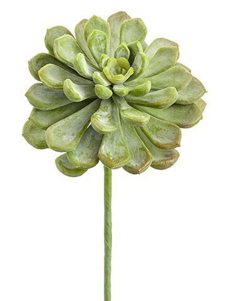 6" Soft Pe Baby Aeonium Pick Frosted Green 12 Pieces CA2195-GR/FS