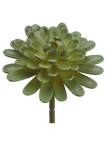 5" Floret Aeonium Green 12 Pieces CM1673-GR