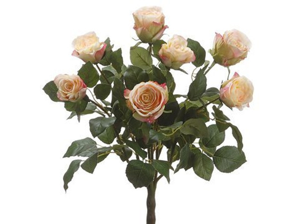 19" Ecuador Rose Bush X7 Pink Cream 6 Pieces FBR333-PK/CR