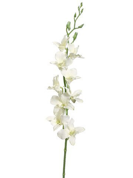35.5" Dendrobium Orchid Spray Cream 12 Pieces FSO008-CR
