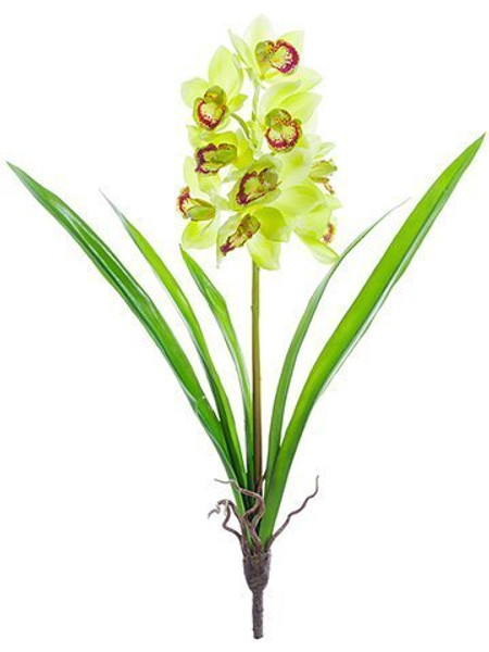 27" Cymbidium Orchid Plant Green 6 Pieces HSO027-GR