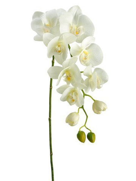 31" Phalaenopsis Orchid Spray With 8 Flowers And 4 Buds Cream Green 6 Pieces HSO471-CR/GR