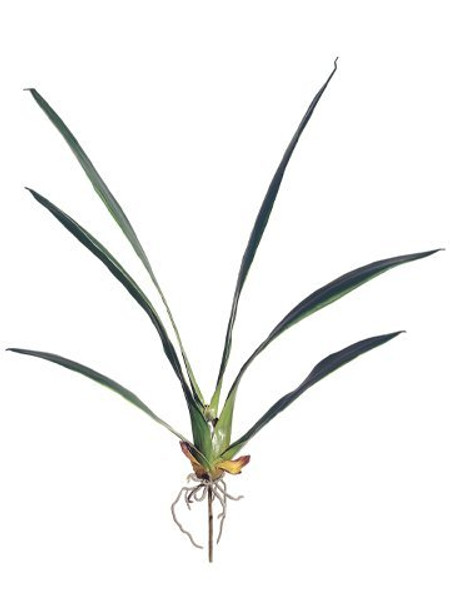 32" Oncidium Orchid Leaf Spray With Roots Green 12 Pieces JYL820-GR