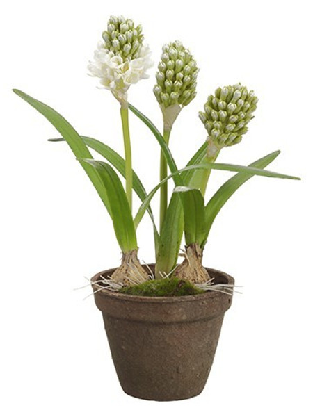 15.5" Hyacinth With Bulb In Terra Cotta Pot White Green 4 Pieces LFH022-WH/GR