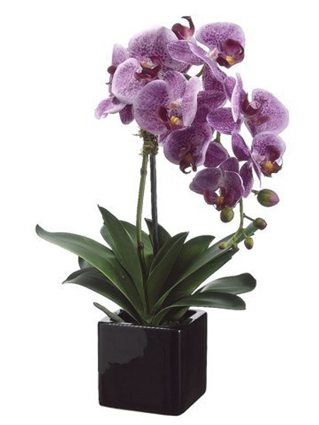 20" Phalaenopsis Orchid Plant X1 In Ceramic Pot Two Tone Violet 4 Pieces LFO987-VI/TT