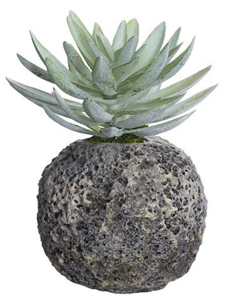 9" Dudleya In Cement Pot Green Gray 2 Pieces LQS710-GR/GY
