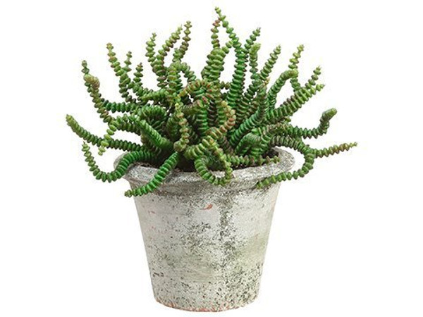 6.5" Worm Succulent In Clay Pot Green 6 Pieces LQS980-GR