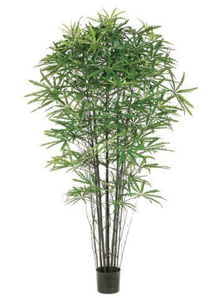 5' False Aralia Black Bamboo Tree With 1233 Leaves In Pot Two Tone Green 2 Pieces LTB225-GR/TT