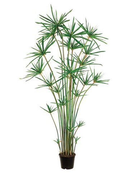 6' Cypress Grass Tree In Plastic Pot Green LTG516-GR