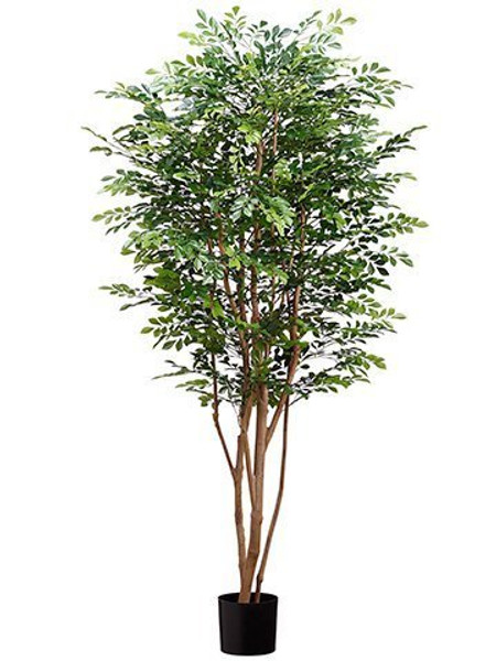 6'Huckleberry Tree In Pot With 5249 Leaves Green 2 Pieces LTH550-GR