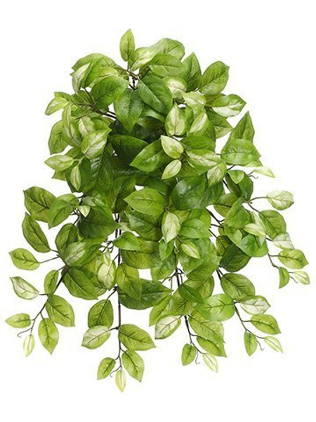 20" Hoya Hanging Bush X10 Green Cream 12 Pieces PBH018-GR/CR