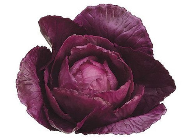 4" Baby Cabbage Purple 12 Pieces VZC016-PU