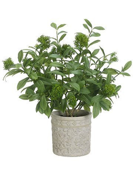 30"H X 24"W X 23"L Skimmia Plant In Terra Cotta Planter Green WP8137-GR