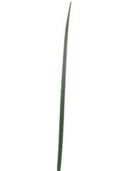 36" Plastic Slender Sword Leaf Spray Dark Green 12 Pieces ZSL518-GR/DK